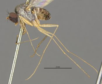 Media type: image;   Entomology 12928 Aspect: habitus lateral view
